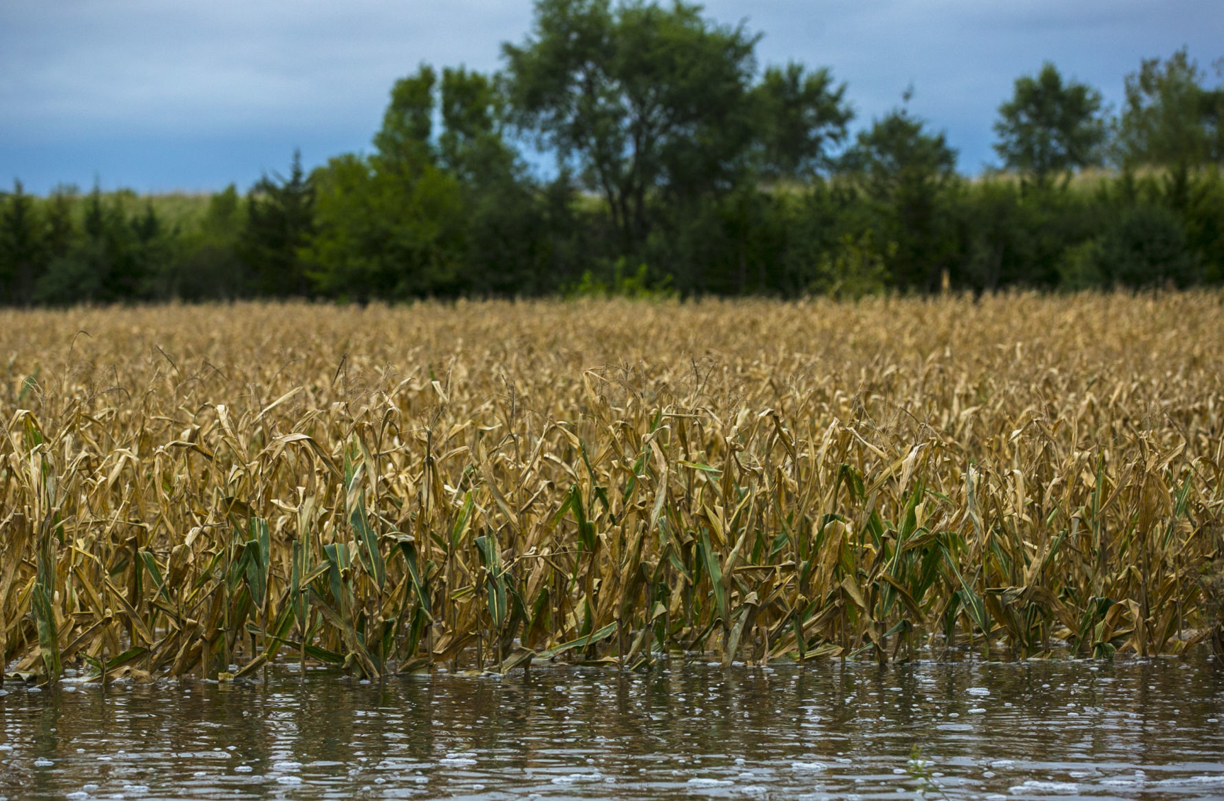 Flooded Corn